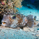 Illustration for article titled Perhaps the Most Beautiful Undersea Photography Weve Ever Seen